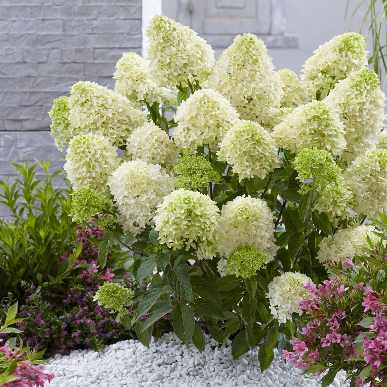 Obrázok Hortenzia metlinatá (Hydrangea paniculata) ´LITTLE SPOOKY®´ - výška 30-40 cm, kont. C1,5L